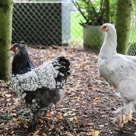 De Rolders Couette-café