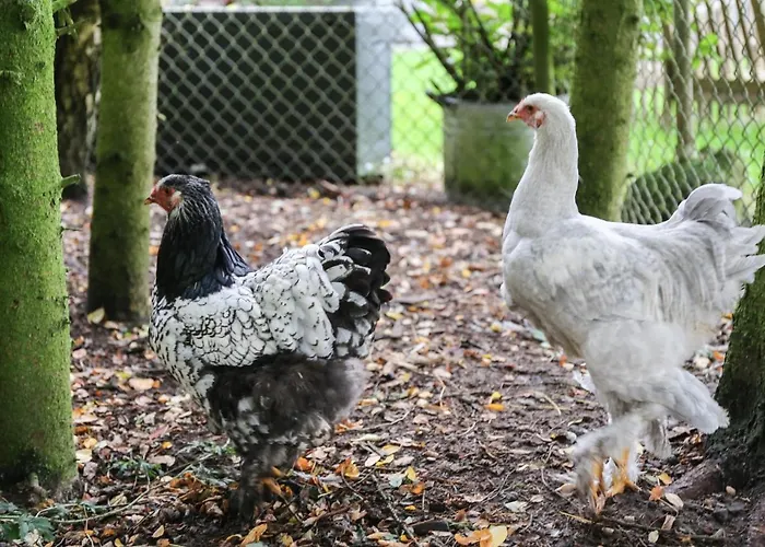 De Rolders Couette-café